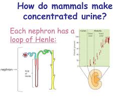 Ppt Osmoregulation Keeping Water And Salt Balanced In The Body Powerpoint Presentation Id 5175880
