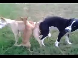 It might even be too late. Two Dogs Get Stuck Video Dailymotion