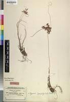 Image result for Cyperus amauropus