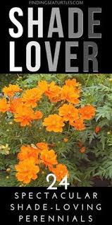 24 Spectacular Shade Garden Perennials Finding Sea Turtles Shade Loving Perennials Shade Perennials Shade Garden Plants