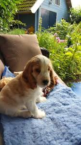 Black And White Spaniel Puppy Biggles My Orange And White English Cocker Spaniel Puppy 9 Weeks Old Cockerspaniel Hunde