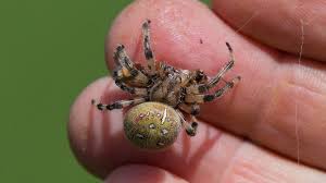 Image result for große winkelspinne biss haut reaktion