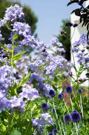 Campanula Lactiflora Prichard S Variety And Echinops Rito In Tdi7 Garden In Madrid Garten