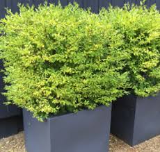 Vente d'arbustes pour terrain sec : Plantes Pour Balcon Arbustes Pour Terrasse Roue Pepinieres