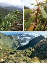 Image result for Ctenitis cirrhosa