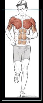 Internal anatomy of human upper torso, back wall art. Upper Torso Running Anatomy Sports Anatomy