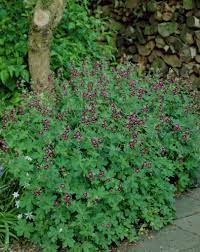 This is the start of a poem written by a grieving widow as a birthday tribute to her husband, who died in france in 1918. Mourning Widow Geranium Phaeum Dusky Cranesbill Crane S Bill Geranium Plants Flowers 99roots Com