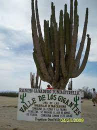 Ha desarrollado una buena resistencia a climas extremos. Valley Of The Giants Valle De Los Gigantos Baja California 2021 All You Need To Know Before You Go Tours Tickets With Photos Tripadvisor