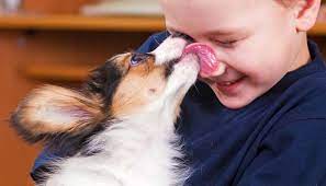 9 Expert Answers To Why Does My Dog Lick Me All The Time Question