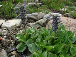 Semua halaman dengan judul mengandung kata kikir parut. Katuki Picrorhiza Kurroa Properties Benefits Dosage