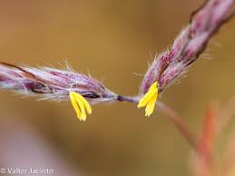 Image result for Hyparrhenia griffithii