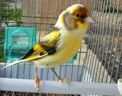 Canari Kus Hayvanlar Kusu