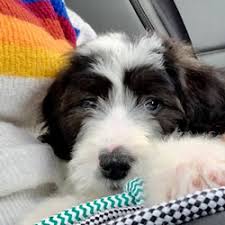 Gentle and intelligent, cross between a standard poodle and old there are currently no breeders available for this breed. Sheepadoodle Testimonys Angel Breeze Puppies In Ohio