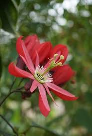 Passion flowers, clematis and a butterfly | mybeautfulthings. 900 Clematis Passion Flower Ideas In 2021 Clematis Clematis Vine Planting Flowers