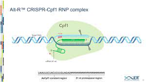 Cpf1 (ascpf1) or lachnospiraceae bacterium cpf1 (lbcpf1) that recognizes. Cpf1 Based Genome Editing Using Ribonucleoprotein Complexes Youtube
