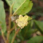 Image result for Nesogordonia