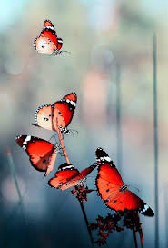 Pin By Myrian On Simply Red Beautiful Butterflies Butterfly Beautiful Nature