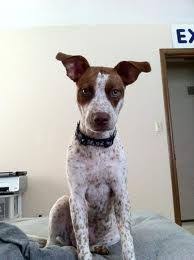 Black And White Pointer Pitbull Mix Anyone Have A Keen Eye For Breeds Pitbull Mix Pitbulls German Shorthair