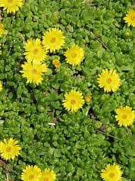 We did not find results for: Yellow Ice Plant Delosperma Nubigenum In Denver Centennial Littleton Aurora Parker Colorado Co At Tagawa Gardens