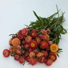Pin On Helichrysum