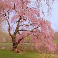 You can purchase weeping willow trees directly from online retailers and from garden sites. Pin By Hi We Re Dch Honda People On Lovely New Jersey Spring Scenery Weeping Cherry Tree Blossom Trees