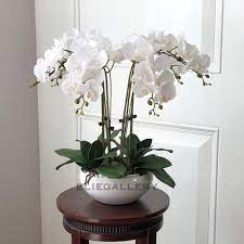 Check spelling or type a new query. Bunga Anggrek Latex Artificial Orchid Import Putih Anggrek Bulan Dekorasi Rumah Shabby Shopee Indonesia