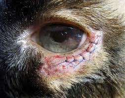 Seventeen percent of cats that presented with unilateral entropion and did not have prophylactic surgery on the fellow eye went on to develop conclusions: Cherry Ridge Veterinary Clinic Veterinarian In Honesdale Pa Usa Entropion