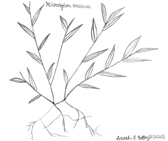 Image result for Microstegium