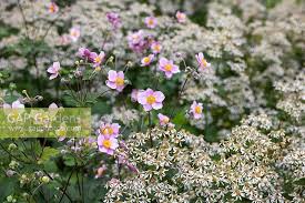 Image result for Distephanus divaricatus