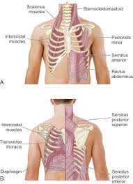 It is the area of articulation with the transverse process of the vertebra. Chest And Lungs Nurse Key