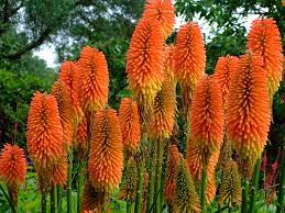Le arance rosse contengono le antocianine, che sono pigmenti (flavoni) antiossidanti che ne conferiscono il colore e che, per l'appunto, sono presenti in tutti i frutti rossi. Tritoma O Kniphofia Consigli Coltivazione E Cura