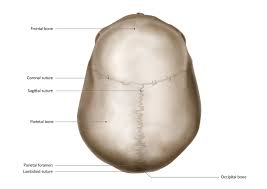 The point at the site of the posterior fontanel where the lambdoid and sagittal sutures meet; Cranial Osteopathy Knowledge Amboss