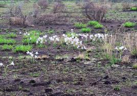 Image result for Crinum paludosum