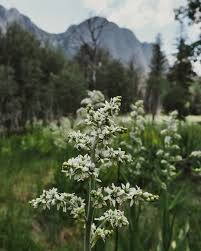 Image result for Renealmia susanneae-katziae