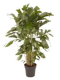 Mitis, real name joe torre, is a classical trained pianist born and raised in media, pennsylvania, a mitis is only 24 years old and is only getting started. Caryota Mitis Fish Tail Or Fin Palm Florastore