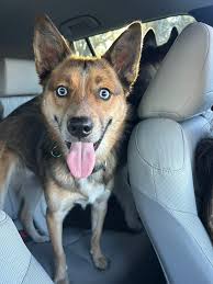 Found two friendly dogs in Jacksonville, Florida