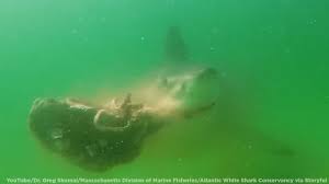 For a meat to be certified halal, it cannot be a forbidden cut (such as meat from hindquarters) or animal (such as pork. Great White Shark Devouring Seal Caught On Camera Abc7 New York