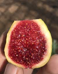 It is a forum where we share fig trees and cuttings with members for free. Fig Database Col De Dame Blanc