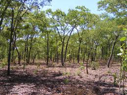 Image result for Julbernardia paniculata