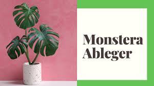 Monstera Ableger Fensterblatt Richtig Vermehren Monstera Deliciosa Pflege Youtube