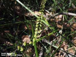 Image result for Lindsaeaceae