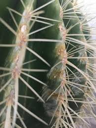 Cereus peruvianus peruvian apple cactus facts. Cactus And Succulents Forum Help With Cactus Turning Brown Garden Org
