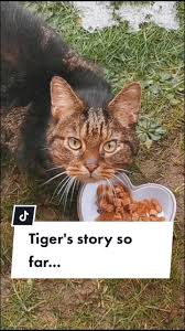 This camouflage kitty certainly knows how to hide in plain sight! Cat Hashtag Videos On Tiktok