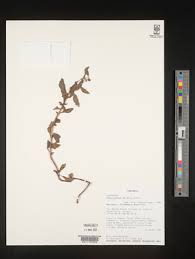 Image result for Aeollanthus neglectus