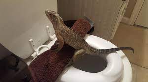 My Rhino Iguana Is Fully Toilet Trained Http Ift Tt 2mfus2q Iguana Pet Iguana Reptiles And Amphibians