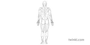 The pectoral muscles, the abdominal these diagrams help you learn the basics and understand the human body better. Muscular System Diagram Anatomy Science Biology Human Body Mps Ks2 Black And