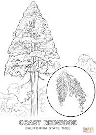 Palo verde tree coloring page. Washington State Tree Coloring Page High Quality Coloring Pages Coloring Home