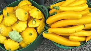 After this time it will usually still be edible but although zucchinis can be frozen raw it is worth taking the time to blanch them first as this stops them from turning mushy and losing their vibrant color. How To Freeze Squash From Your Garden Dengarden