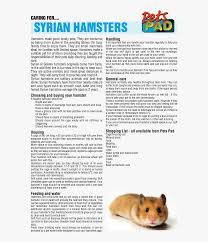 Discover 194 free hamster png images with transparent backgrounds. Hamster Png Download Transparent Png Kindpng