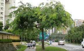 Image result for Dalbergia